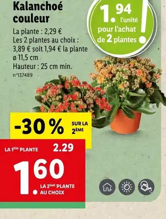 Lidl Kalanchoé couleur offre