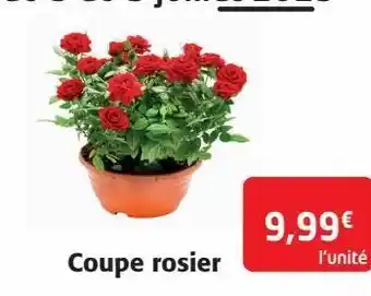 Coupe rosier