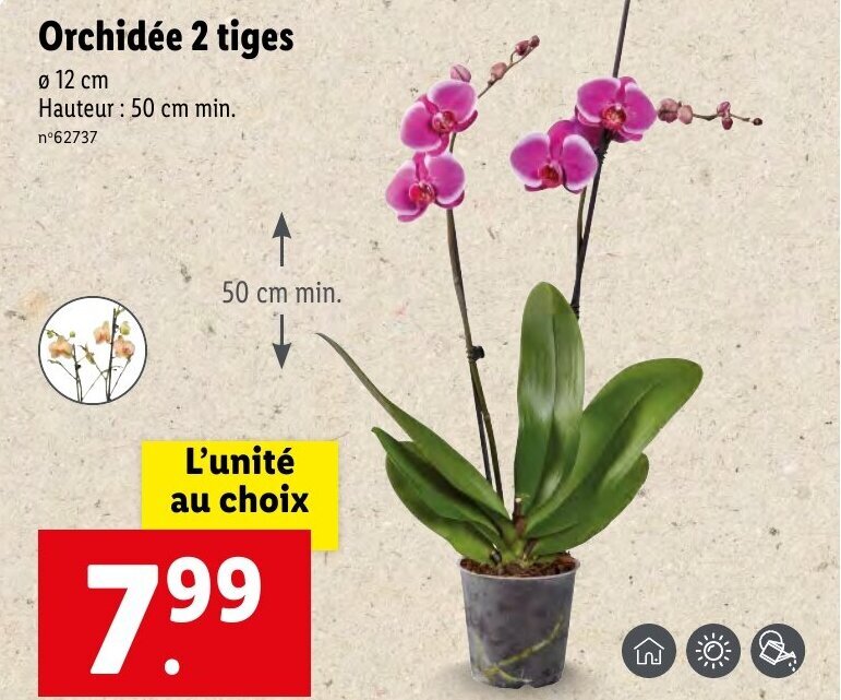 Promo Orchidée 2 tiges chez Lidl