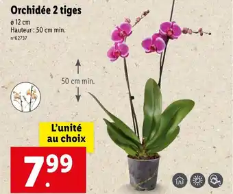 Lidl Orchidée 2 tiges offre