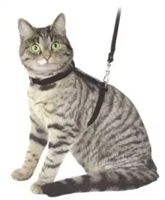 Terranimo Harnais et laisse pour chat en velours noir offre