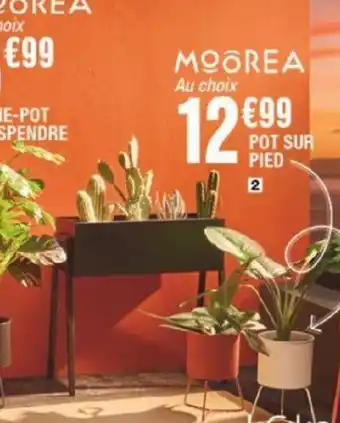 La Foir'Fouille POT SUR PIED 2 offre