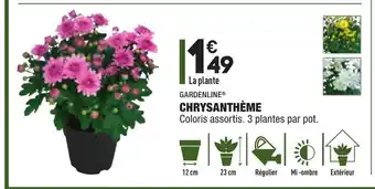 ALDI Chrysanthème offre
