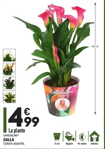 ALDI Calla offre