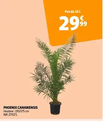 Auchan PHOENIX CANARIENSIS Hauteur: 150/175 cm Réf. 279271 offre