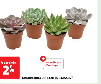 Auchan GRAND CHOIX DE PLANTES GRASSES(¹) offre