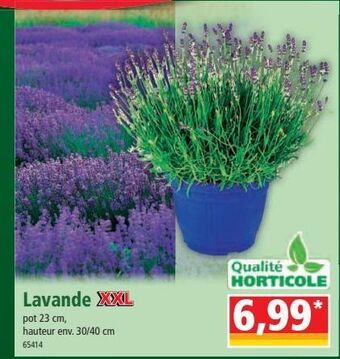 Norma Lavande xxl offre
