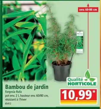 Norma Bambou de jardin offre