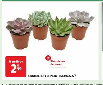 Auchan Supermarché Grand choix de plantes grasses(1) offre