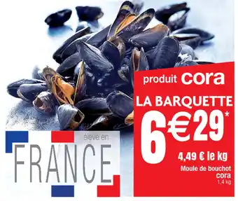 Moule De Bouchot