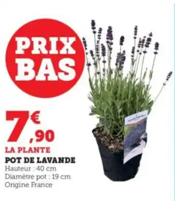 Super U POT DE LAVANDE offre