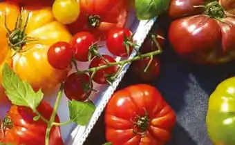 Lidl Tomates cerises cocktail (1) offre