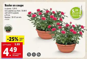 Lidl Rosier en coupe offre