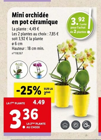 Lidl Mini orchidée en pot céramique offre