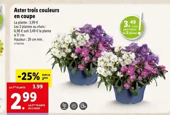 Lidl Aster trois couleurs en coupe offre