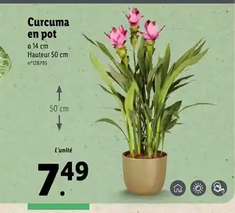 Lidl Curcuma en pot offre