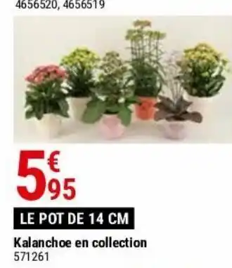 Gamm vert Kalanchoe en collection offre
