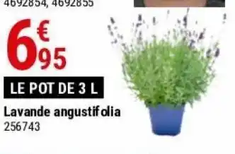 Lavande angustifolia