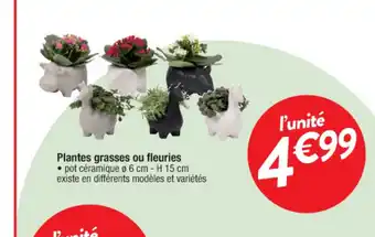 Cora x Carrefour Plantes Grasses ou Fleuiries offre