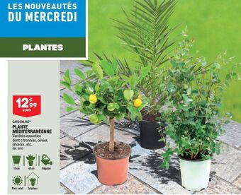 ALDI Plante mediterraneenne offre