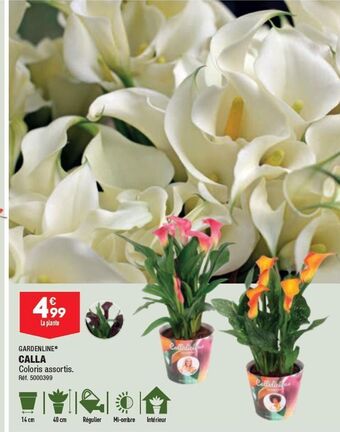 ALDI Calla offre