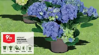ALDI HORTENSIA offre