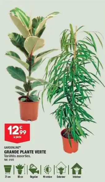 ALDI GRANDE PLANTE VERTE offre