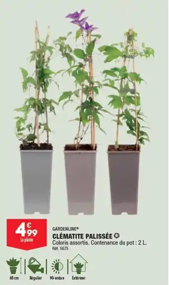 ALDI CLÉMATITE PALISSÉE offre