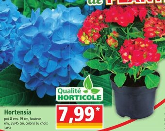 Norma Hortensia offre