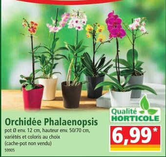 Orchidée Phalaenopsis