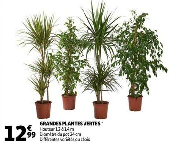 Auchan GRANDES PLANTES VERTES offre
