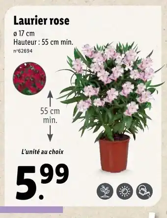 Lidl Laurier rose offre