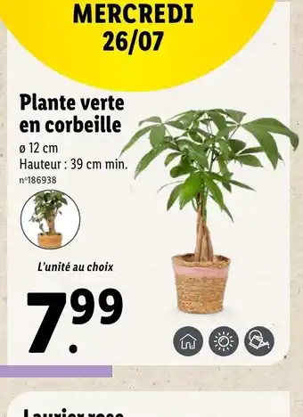 Lidl Plante verte en corbeille offre