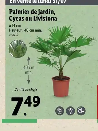Lidl Palmier de jardin, Cycas ou Livistona offre
