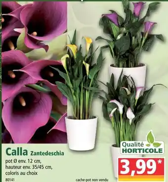 Calla zantedeschia