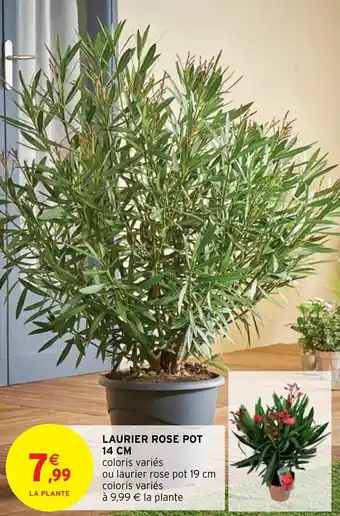 Intermarché Hyper LAURIER ROSE POT 14 CM offre