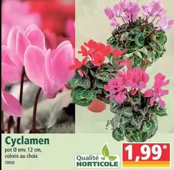 Norma Cyclamen offre