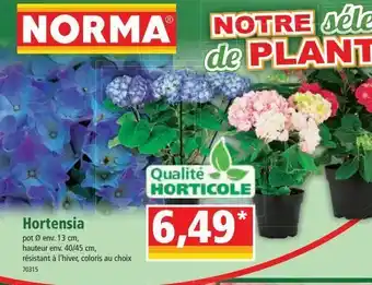 Norma Hortensia offre