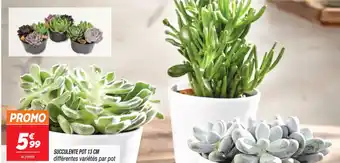 SUCCULENTE POT 13 CM différentes variétés par pot