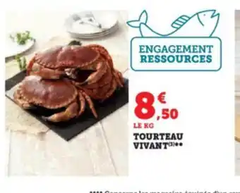 TOURTEAU VIVANT¹³)**