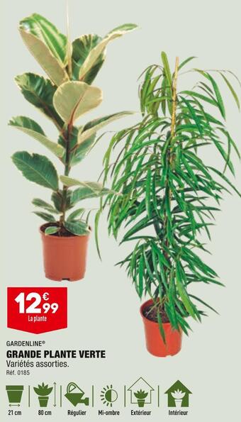 ALDI Gardenline grande plante verte offre