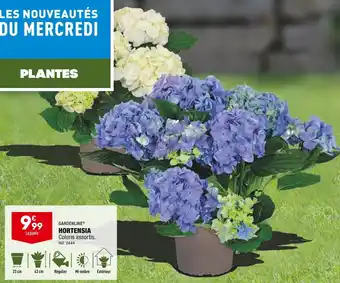 ALDI Gardenline hortensia offre