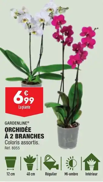 ALDI ORCHIDÉE À 2 BRANCHES offre