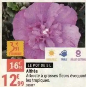 Gamm vert Althéa Arbuste à grosses fleurs évoquant les tropiques. 99 380887 offre