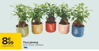 Carrefour Ficus ginseng Ø 12 cm avec céramique. offre