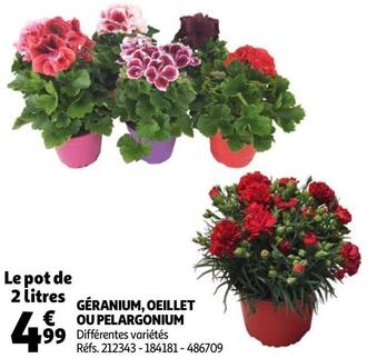 Auchan GÉRANIUM, OEILLET OU PELARGONIUM offre