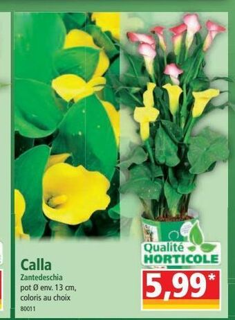 Calla