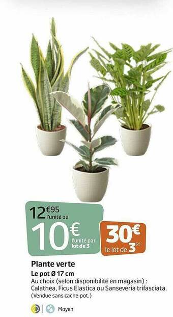 Jardiland Plante Verte offre