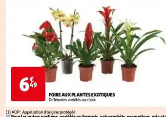 Auchan FOIRE AUX PLANTES EXOTIQUES Différentes variétés au choix offre