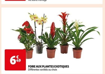 Auchan Foire aux plantes exotiques offre
